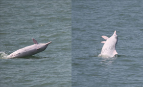 活动当日有幸见到多条海豚跃出水面，在海上跳跃翻腾。（鸣谢香港海豚学会提供相片。）